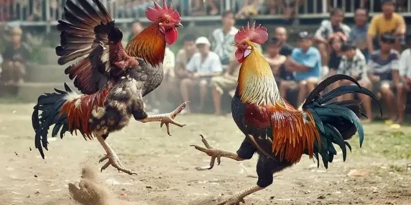 Cách phân thắng bại khi chơi đá gà trực tiếp